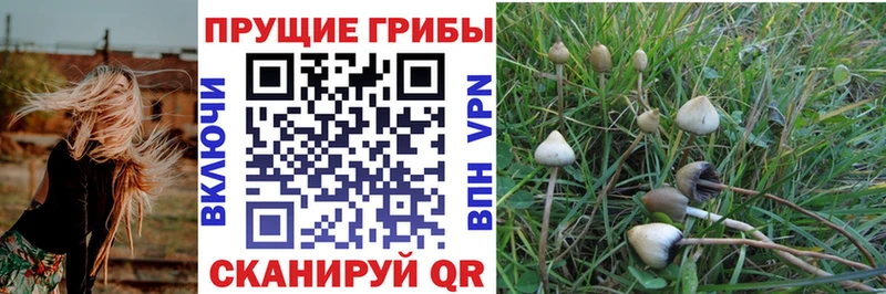 Купить закладки Советск Псилоцибиновые грибы прущие грибы